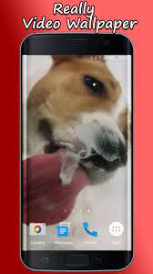 Dog Licks Screen Video LWP for Android ...