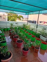terrace garden at rs 250 square feet in
