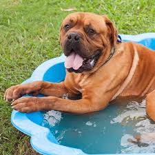 Image result for dogs in hot weather photos