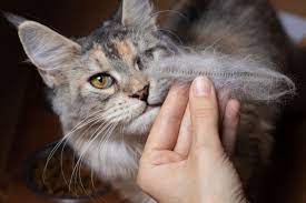why your cat is losing hair and what to