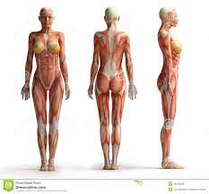There are around 650 skeletal muscles within the typical human body. The Muscle Structure In Human Body Of Female Anatomy Of Woman Muscle Female Anatomy View Royalty Musculos Femininos Anatomia Do Corpo Humano Anatomia Muscular