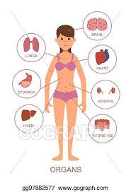 Human body, the physical substance of the human organism. Vector Illustration Internal Organs Of The Human Body Anatomy Of The Female Body Eps Clipart Gg97882577 Gograph