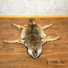 coyote full rug taxidermy mount 17852