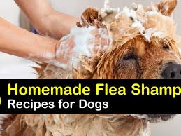 homemade flea shoo recipes for dogs