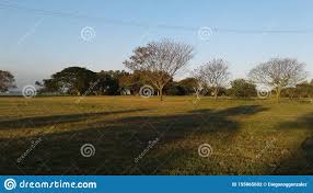 1.4 bilder mit sprüchen über dienstag. Land Baume Brasiliens Rio De Janeiro Fundao Island Flat Stockfoto Bild Von Flach Baume 155065602