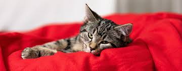 When the cat comes close, let him or her sniff your hand. Buying A Kitten Checklist What To Expect Purina