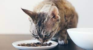 The foods used to make their recipes are easily found at your local grocery store. Best Food For Cats With Kidney Disease