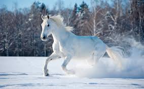 Wallpaper Horse, Cute Animals, Snow, Winter background