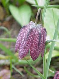 Fritillaria - Wikipedia