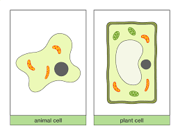 Read this tutorial to learn plant cell structures and their. Learning By Questions