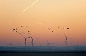 Protect Bats And Birds From Wind Turbines