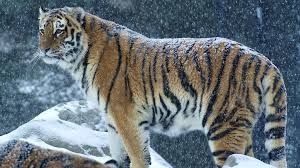 2.310 kostenlose bilder zum thema tiere im schnee. Tiger Im Winter Verschneit 1920x1200 Hd Hintergrundbilder Hd Bild