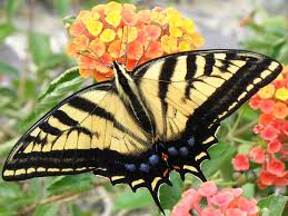 Butterflies are a common sight in many gardens, pollinating and feeding on a wide range of flowers. Canadian Wildlife Federation Canadian Tiger Swallowtail