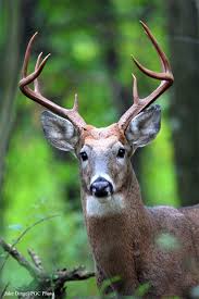 Check out our animal buck selection for the very best in unique or custom, handmade pieces from our shops. White Tailed Deer State Animal State Symbols Usa
