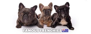 French bulldogs would only have long hairs when both the parents carry a recessive gene that is rare in these breeds. Fluffy Frenchie Facts Famous Frenchies Australia