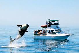 It's a long, scenic ride. Top 5 Whale Watching Adventure Tours Near Seattle