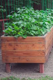 Grow Your Groceries This Year How To