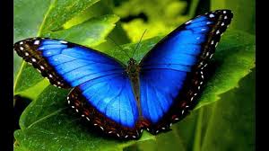 Planeta Vivo: Conheça 16 curiosidades sobre as borboletas | Gazeta do  Cerrado