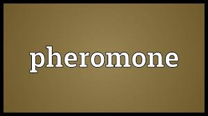 نتیجه جستجوی لغت [pheromone] در گوگل