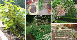 Building Diy Trellis For Veggies And Fruits