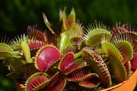 Carnivorous Plant Care A Guide To
