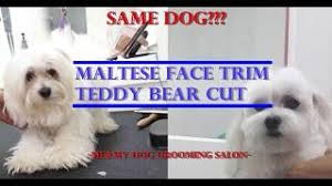 Check spelling or type a new query. How To Groom Maltese Teddy Bear Cut Youtube