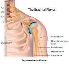 biceps brachii anatomy exercises