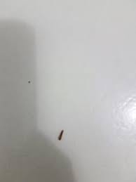 carpet beetle larvae cause allergies