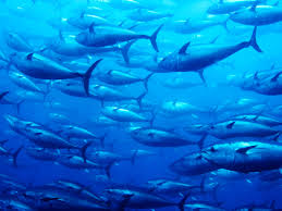The 14 species are collected into five genera—thunnus, euthynnus, allothunnus, auxis, and katsuwonus (nelson 1994). Tuna Fish School Human Engineers In Hydraulics Wired