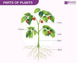 biology of plants parts of plants