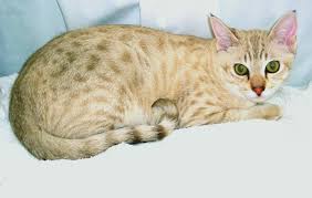 The australian mist cat is a crossbreed that developed from the combination of three known breeds. Australian Mist Diet Pictures Breeding Life Cycles Facts Behavior Animals Adda