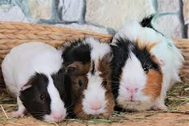best bedding for guinea pigs in 2021
