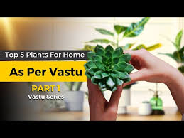 Best Indoor Plants To Improve Your