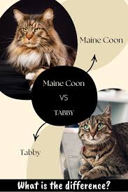 maine vs tabby how do these cats