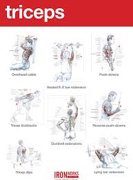 Bright Tricep Workout Chart Workout Chart For Triceps