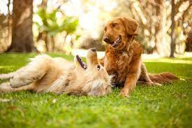 10 dog friendly activities in houston
