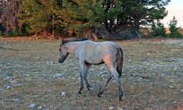 what-is-a-blue-roan-horse