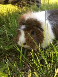 Diet Knoxville Guinea Pig Rescue