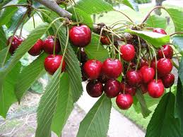 Image result for cherry tree
