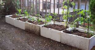 Grow Veggies You Can Eat Within 8 Weeks