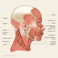 Jeff Searle Muscles Of The Head And Neck