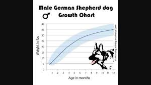 Male German Shepherd Growth Chart German Shepherd Facts
