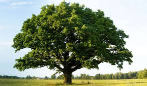 oak tree growth uses care tips and