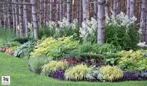 Best Perennial Shade Plants In Ontario