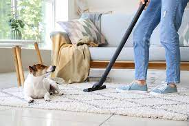 tips to protect a carpet from pet stains