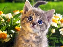 Cute Cats Wallpapers Free Download Cats ...