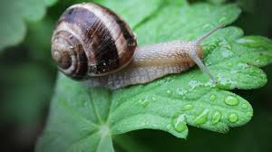 how to find and catch a garden snail