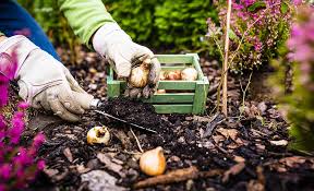 Flower Bulbs How To Choose And Plant