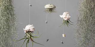 Care For Display Your Air Plants