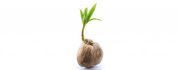 how to grow a coconut palm living
